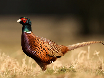 Осень открывает новые горизонты для охотников: старт сезона на рябчика, куропатку и гусей в Беларуси Осень открывает новые горизонты для охотников: старт сезона на рябчика, куропатку и гусей в Беларуси